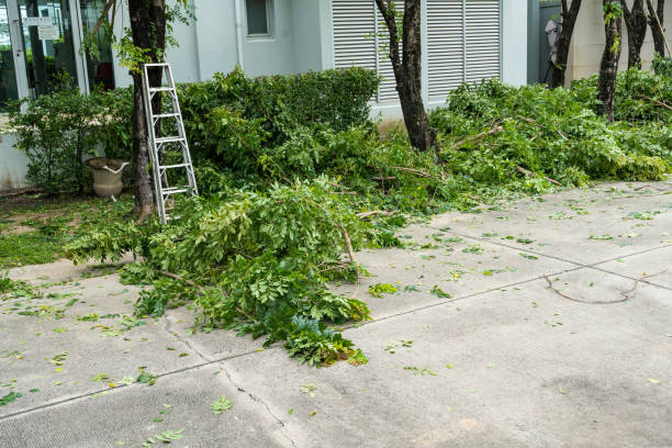 Dead Tree Removal in Mayer, MN